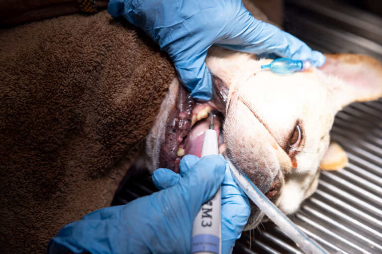 Pet dentistry