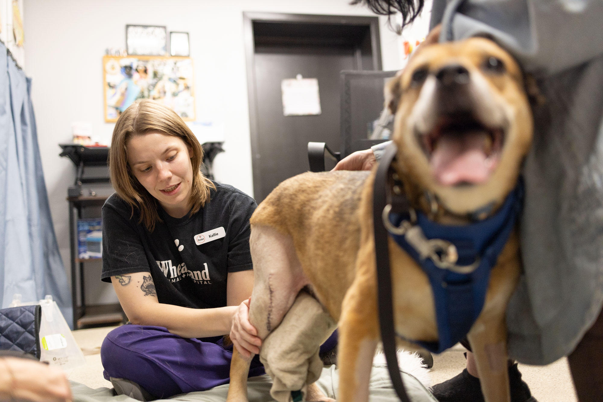 Pet Massage