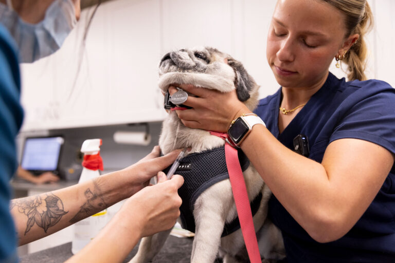 pet vaccination